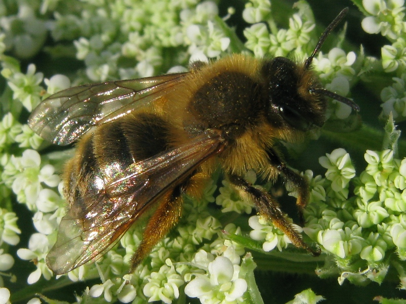 Andrena cfr. flavipes F (Apidae Andreninae )